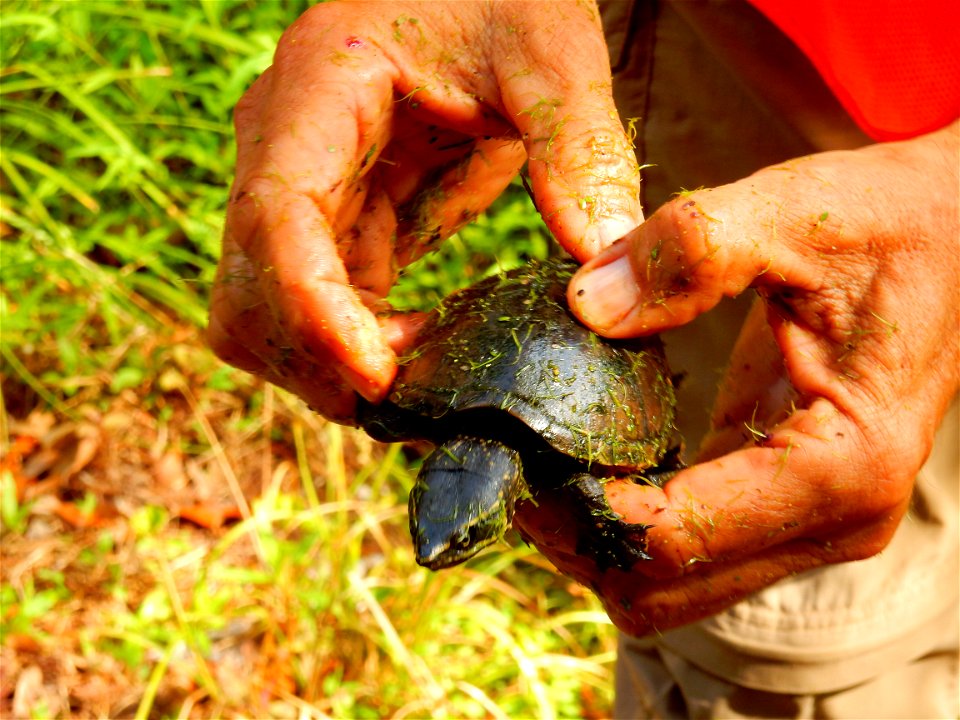 reptile musk turtle Harris Lake ncwetlands KG