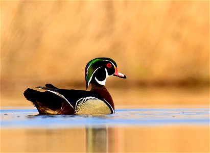 Wood duck at Seedskadee National Wildlife Refuge photo