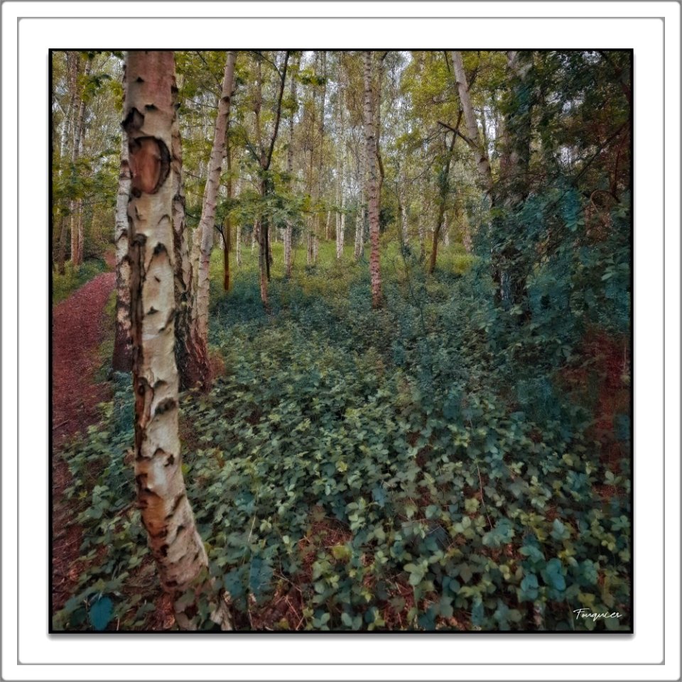 Birches: A Square View - 2