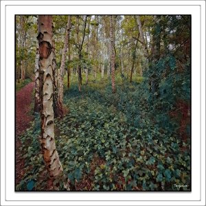 Birches: A Square View - 2 photo