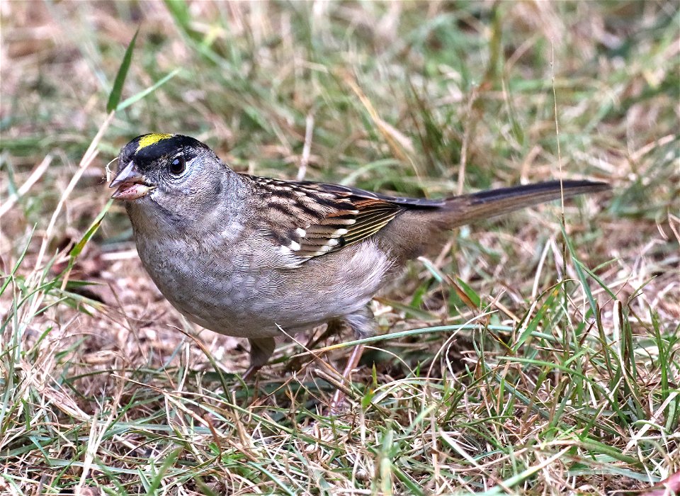 898 - GOLDEN-CROWNED SPARROW (10-16-2022) crescent city, del norte co, ca -01-T-Softness-T-Motion (2)