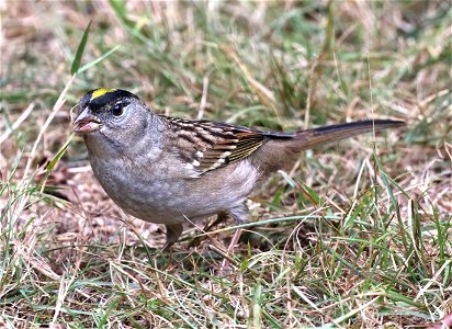 898 - GOLDEN-CROWNED SPARROW (10-16-2022) crescent city, del norte co, ca -01-T-Softness-T-Motion (2)