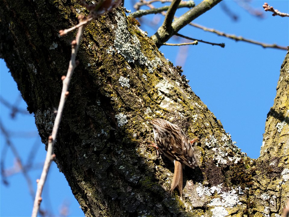 Gartenbaumläufer