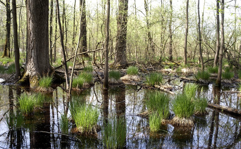 Flooded