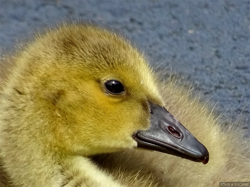 Canada  Geese Goslings