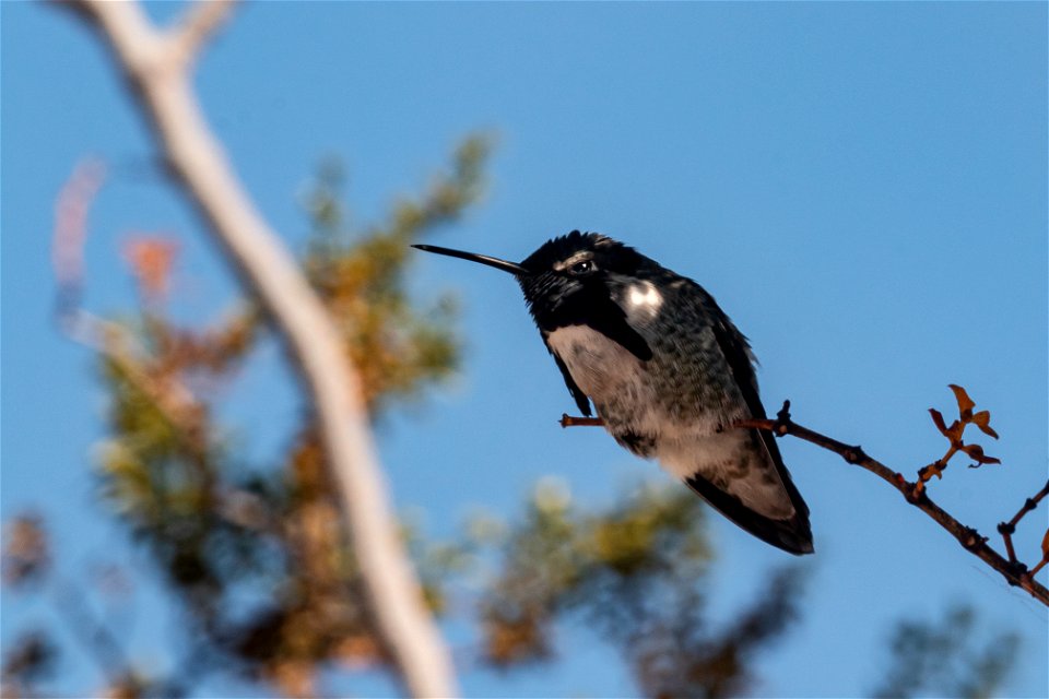 Hummingbird species