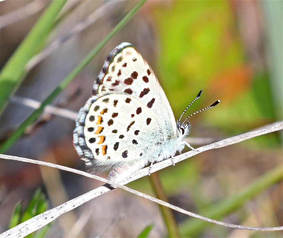 BLUE, PACIFIC DOTTED (Euphilotes enoptes) (6-3--2021) low divide road, del norte co, ca -01