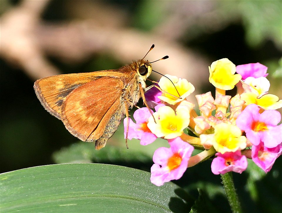 BROKEN-DASH, SOUTHERN (Walengrenia egermet) (12-11-2022) national buttrerfly center, mission, hidalgo co, tx (1)