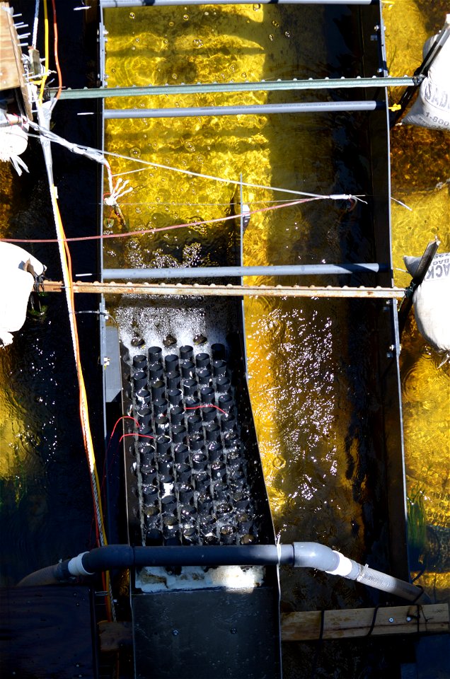 Eel Ladder