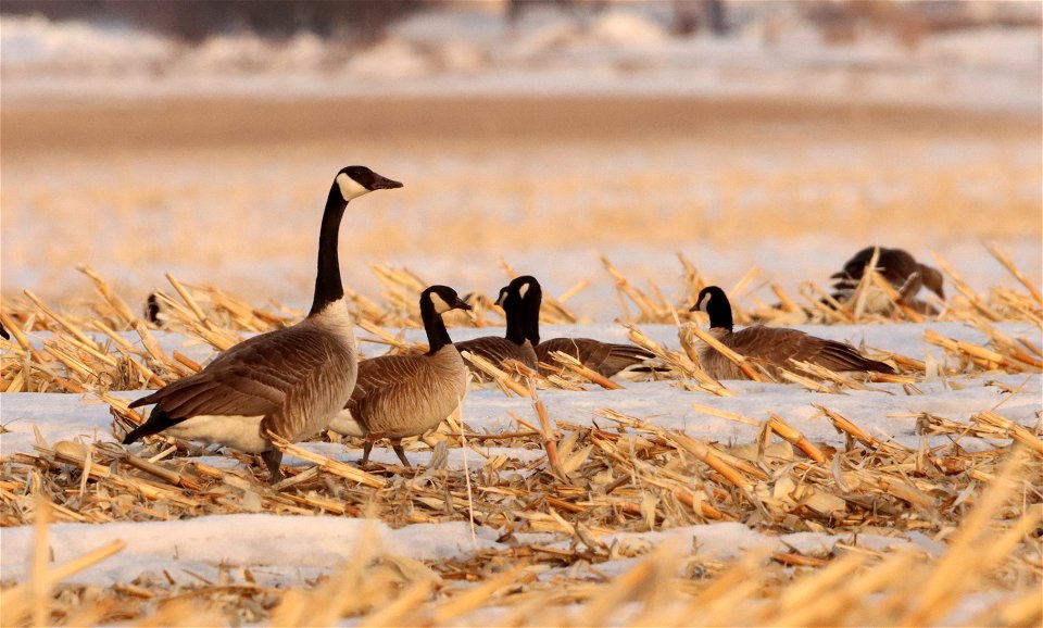 Spring Geese Migration Huron Wetland Management District photo