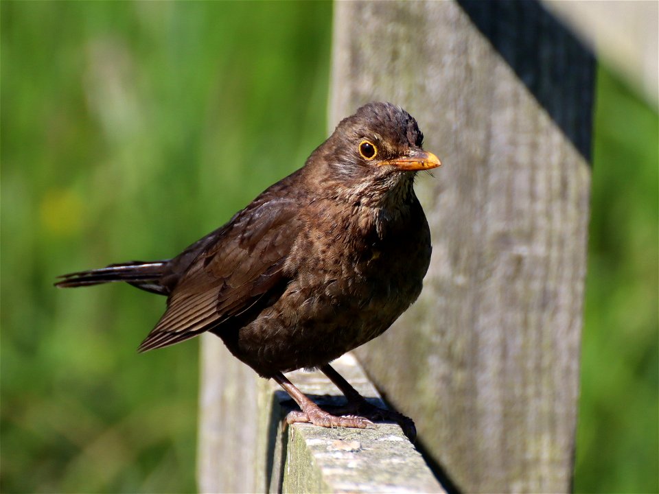 "This is my best side". photo