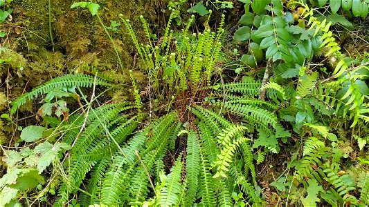 Deer Fern at Old Sauk Trail, Mt. Baker-Snoqualmie National Forest. Video by Sydney Corral May 21, 2021