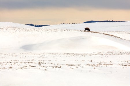 A bison grazes on a ridge in Hayden Valley photo