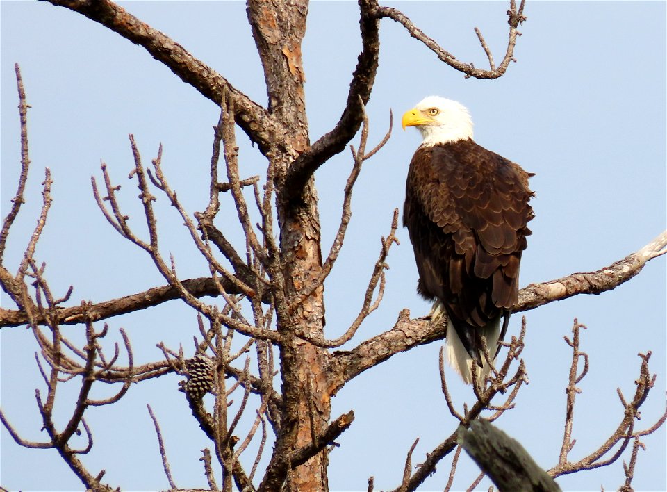 Bald Eagle