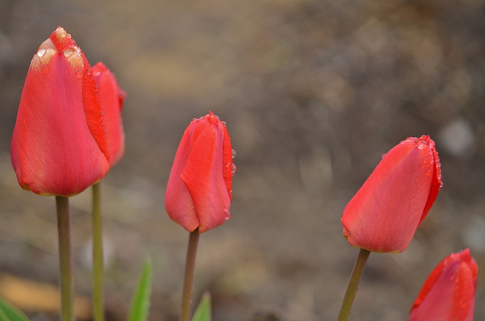 Flowers plant flora