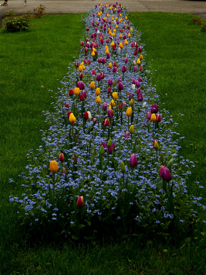 Herestrau Park in spring (59)
