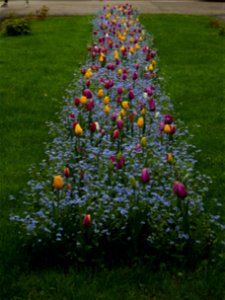Herestrau Park in spring (59)
