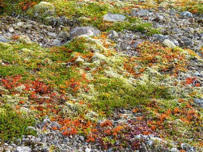 Fall colors in Izembek wilderness photo