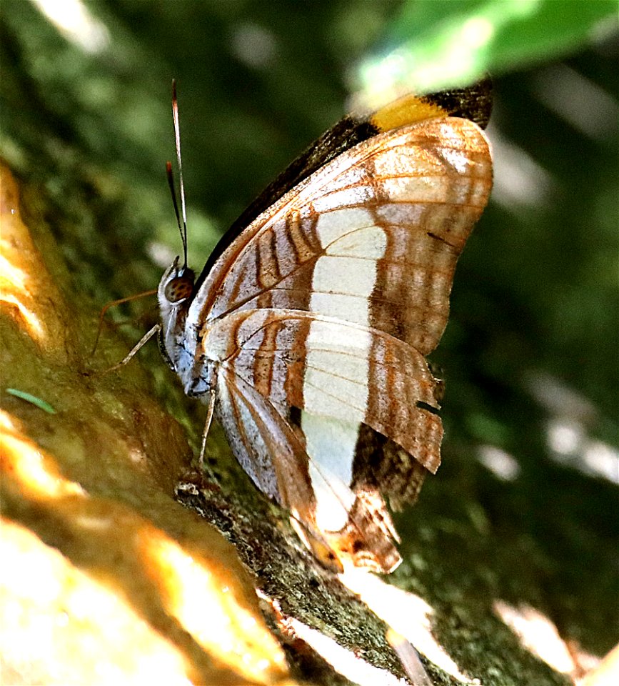SISTER, SPOT-CELLED (Adelpha basiloides) (12-14-2022) national butterfly center, mission, hidalgo co, tx -03