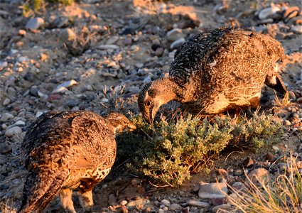 Greater sage-grouse at Seedskadee National Wildlife Refuge photo