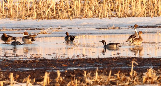 Spring Pintail Ducks Huron Wetland Management District South Dakota
