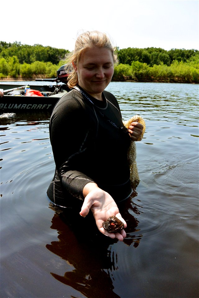 Winged Mapleleaf Mussel
