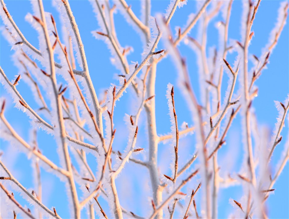Hoar frost on narrow leaf cottonwood at Seedskadee NWR