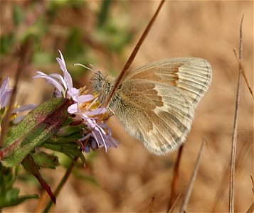 RINGLET, YONTOCKET CALIFORNIA (Coenonympha califonia yontocket) (08-27-2022) south tolowa dunes state park, del norte co, ca -01 (1)