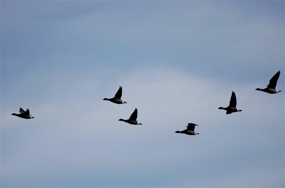 Brant at Izembek Lagoon