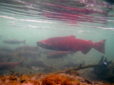King salmon in Ship Creek