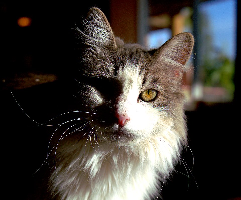 Silver Glamour Shot