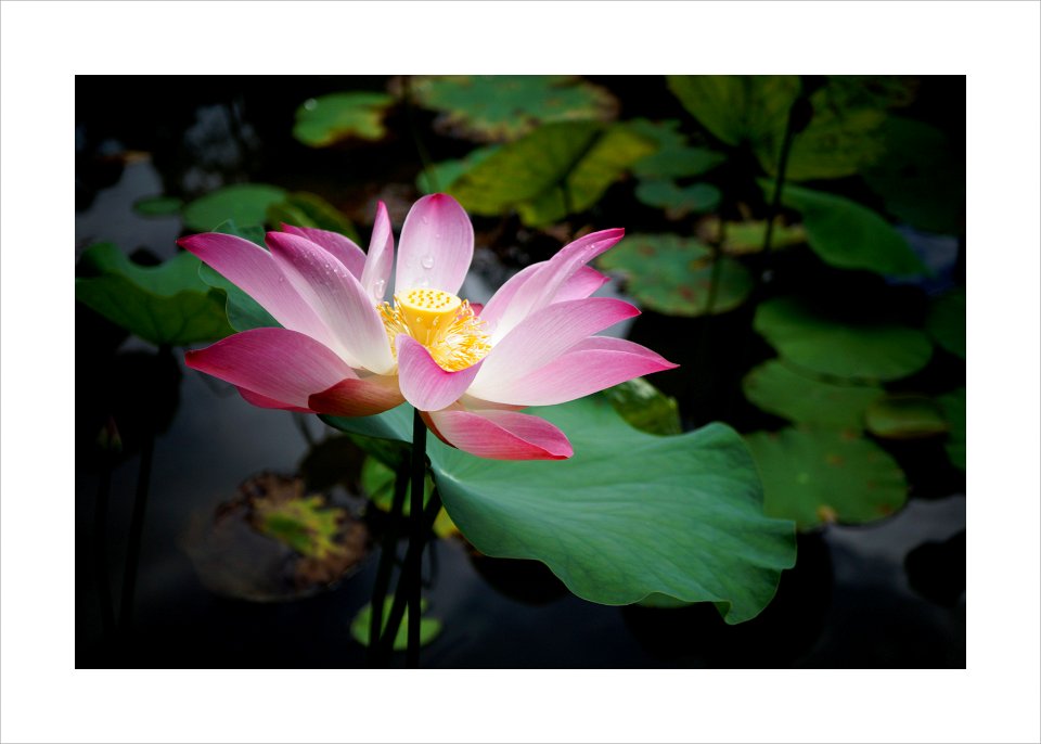 Lotus flower photo