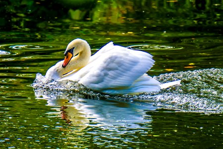 Swan in pursuit