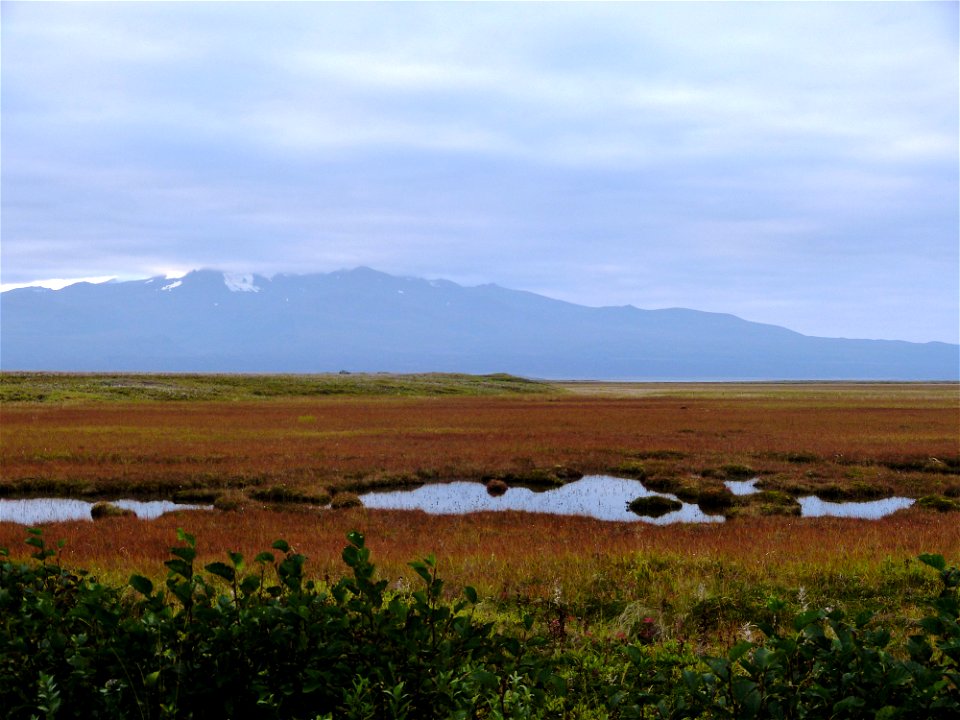 Fall colors at Izembek