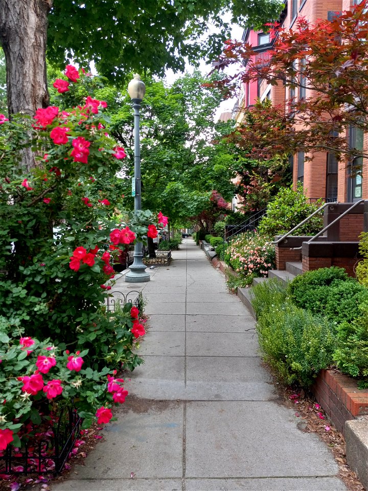 roses blooming on neighborhood sidewalk photo