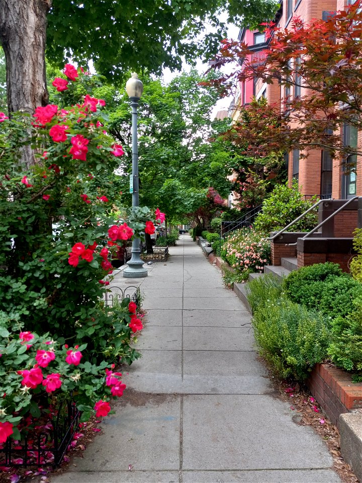 roses blooming on neighborhood sidewalk