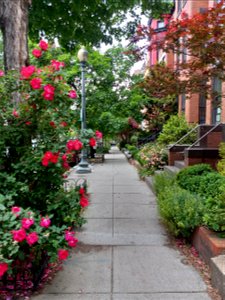 roses blooming on neighborhood sidewalk photo
