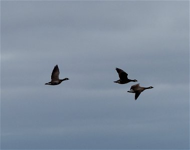 Cackling geese photo