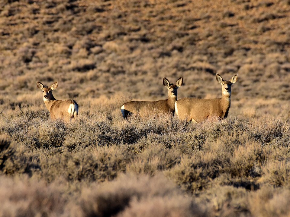 Mule deer at Seedskadee National Wildlife Refuge