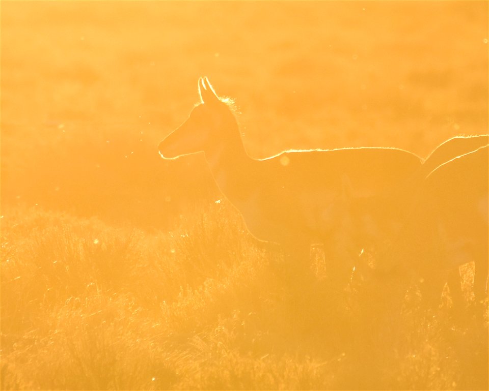 Pronghorn at Seedskadee National Wildlife Refuge