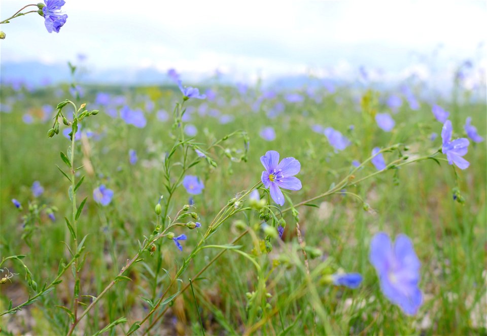 Blue Flax on the National Elk Refuge