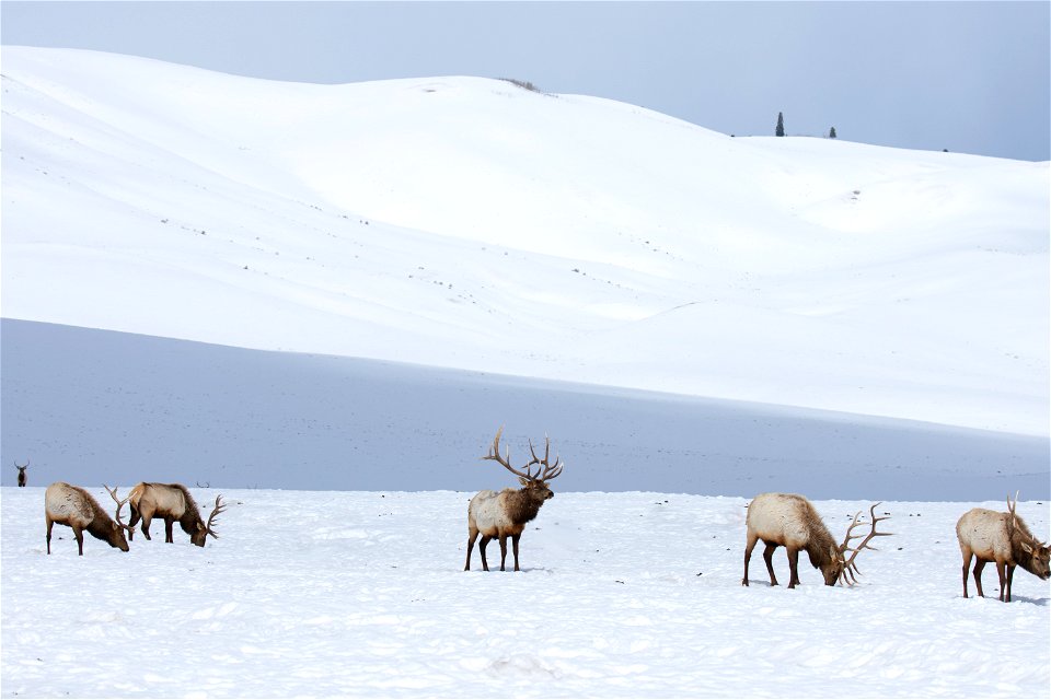 Elk on the National Elk Refuge photo