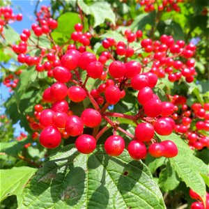 Red Monday