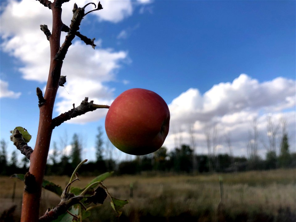 One Apple to Rule them All