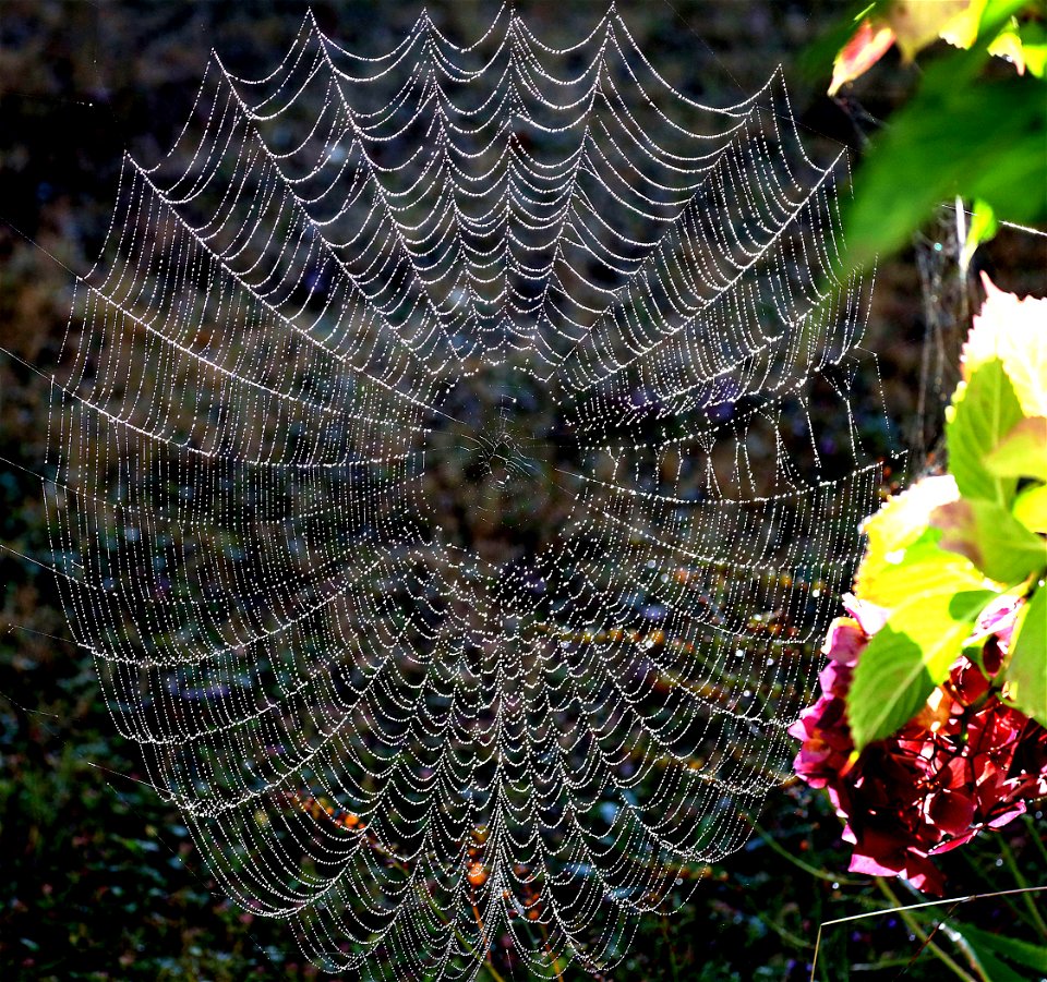 SPIDER WEB (09-29-2022) crescent city, del norte co, ca -01