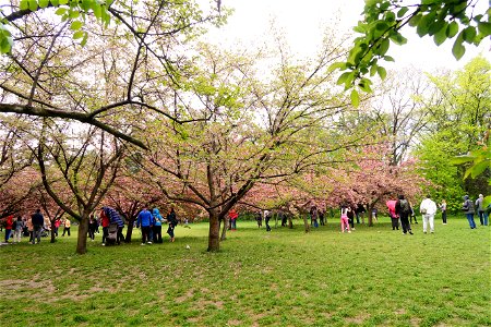 japanes_garden_rain_Herastrau (75)