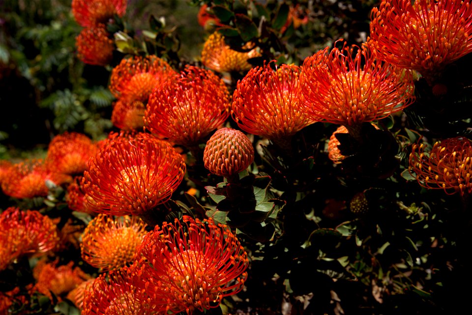 UC Santa Cruz Arboretum
