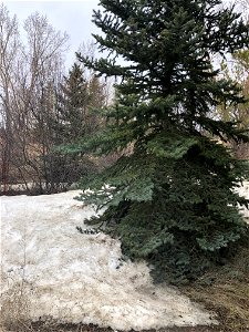 Dwindling Winter Remnants
