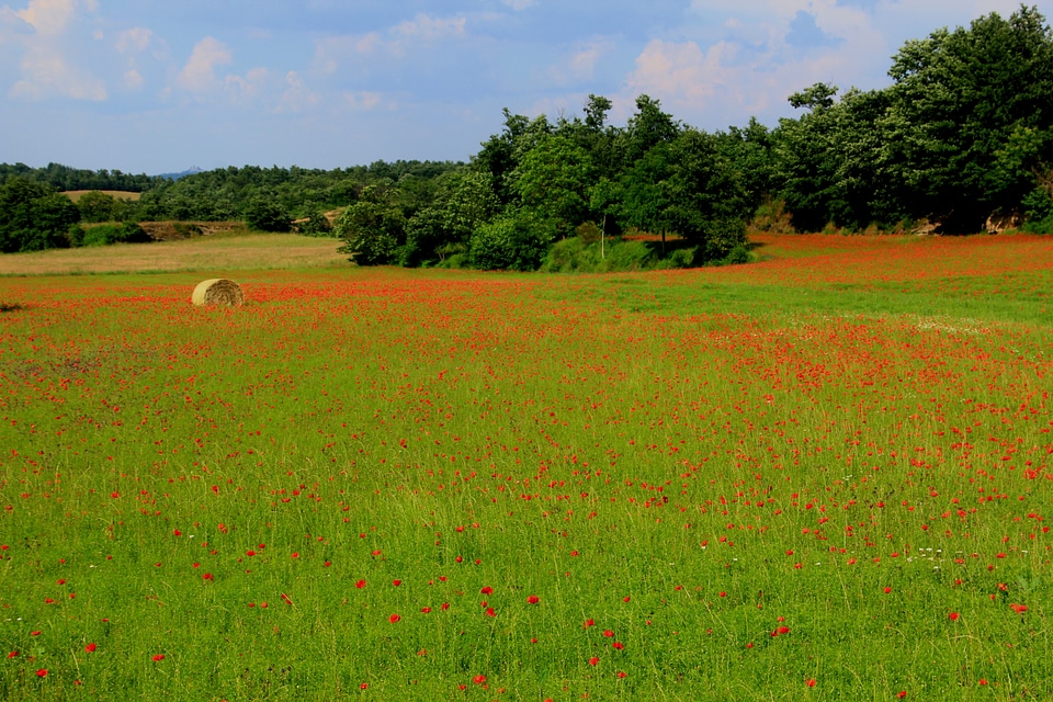 Countryside spring tuscany