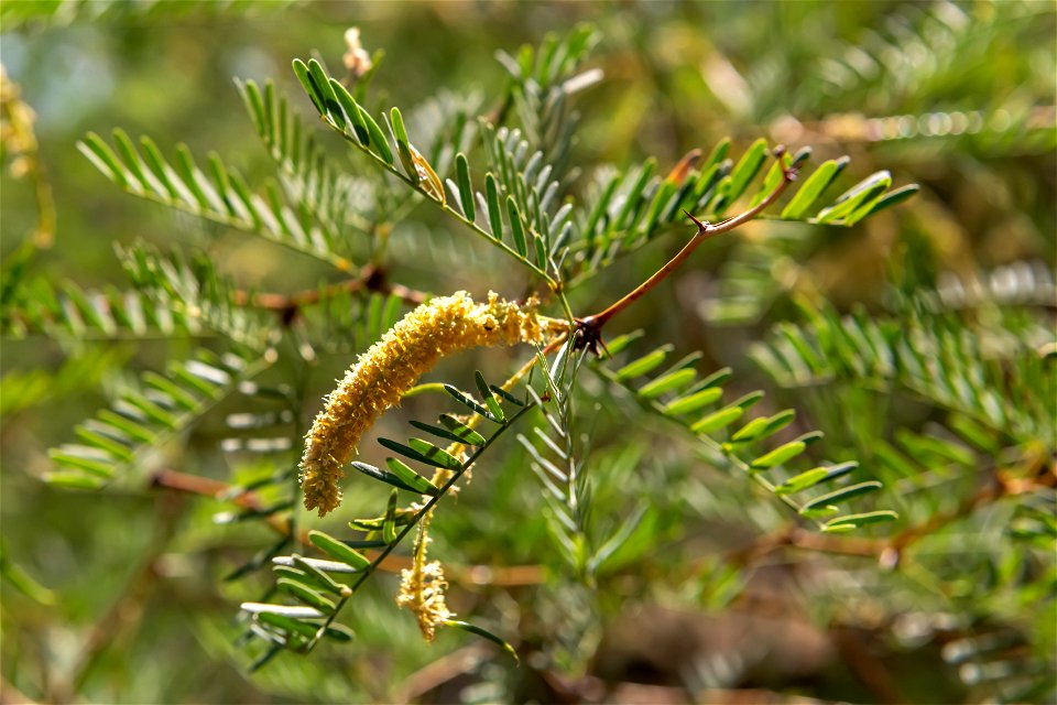 Mesquite (Prosopis glandulosa) in the Oasis of Mara